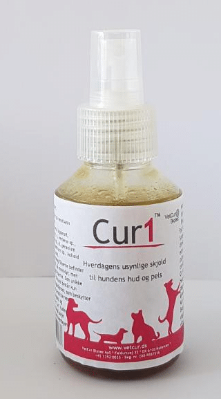 Cur1_Hund